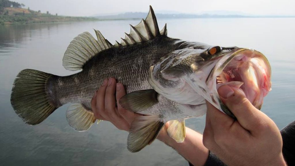 sport fishing tours uganda