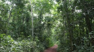 Mabira Rain Forest 