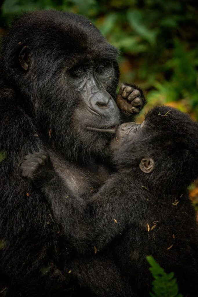 gorilla trek